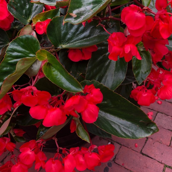 Meet your Posher, Joann - Picture 1 of 1